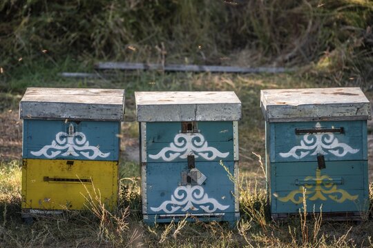 Colourfully painted beehives in a row, beekeeper, Kyrgyzstan