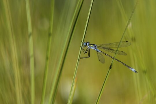 Blue-tailed damselfly (Ischnura elegans) on a stalk, Isoj&auml;rvi National Park, Finland
