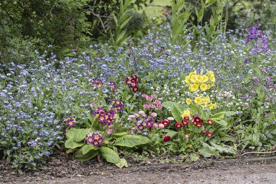 Flower bed with primroses (Primula) and forget-me-nots (Myosotis sylvestris), Thuringia, Germany