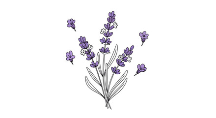 Delicate lavender blooms, a botanical illustration with calming essence and aromatic charm