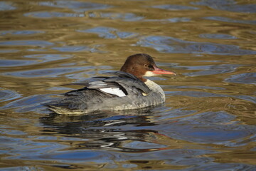 the beautiful female goosander (Mergus merganser) UK river during late autumn