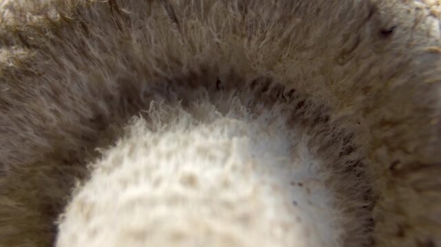 Visible mycelium hyphae structure. Extreme Macro Texture of Shiitake Mushroom Cap Fibers Lentinula edodes White Background
