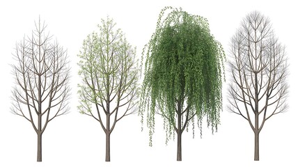 Four distinct trees with varying foliage density and branch structure isolated on a white background