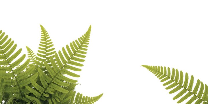 Close up of vibrant green fern fronds with delicate feathery leaves against a clean bright white background - Powered by Adobe