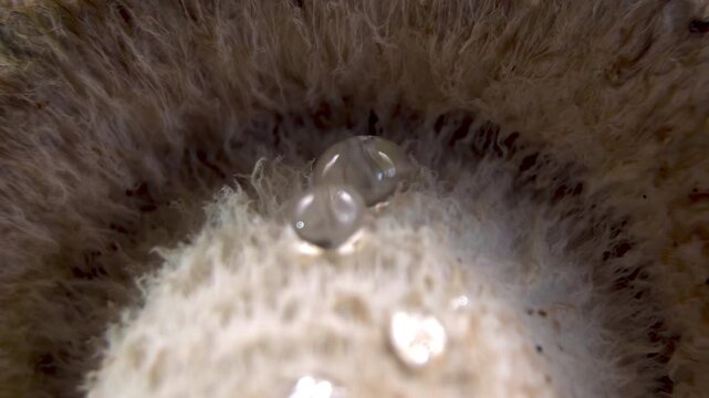 Rotating Macro of Fresh Shiitake Mushroom with Water Drops Lentinula edodes on White Background