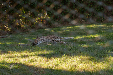 Cheetah Resting in the Shade on Green Grass Inside Zoo Enclosure