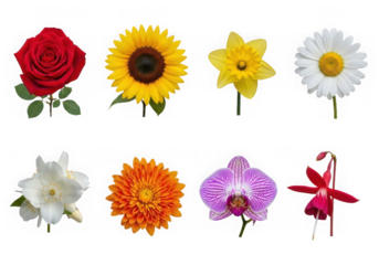 Collection of eight diverse flowers including a red rose, sunflower, daffodil, daisy, white jasmine, orange chrysanthemum, purple orchid, and pink fuchsia