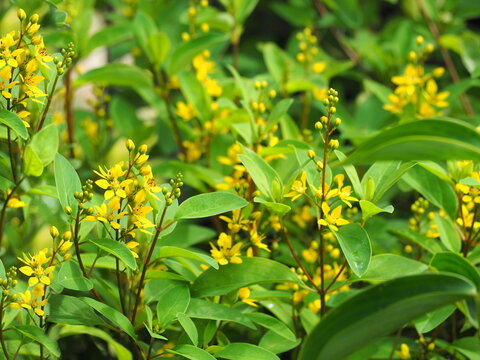 Galphimia has small yellow flowers blooming. Gold Shower has long, slender leaves with thick leaf blades. Thryallis glauca Kuntze has flowers in terminal racemes. Shower of gold brown trunk and branch