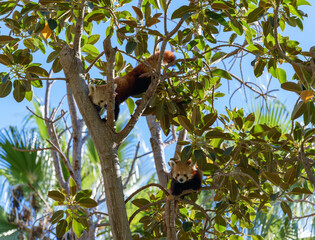 Playful Red Pandas Climbing Among Sunlit Tree Branches