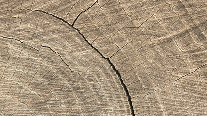 Natural Wood Texture with Cracks and Growth Rings