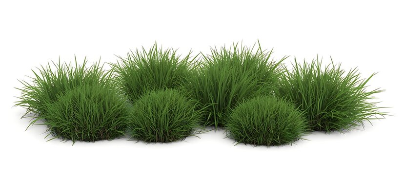 A cluster of lush green ornamental grasses with fine textured blades creating a natural and organic garden design element