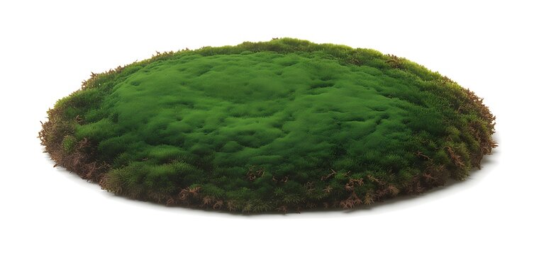 Close up of a vibrant green mossy mound with a textured brown base isolated on a clean white background