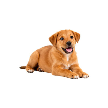Cachorro Caramelo Vira Lata