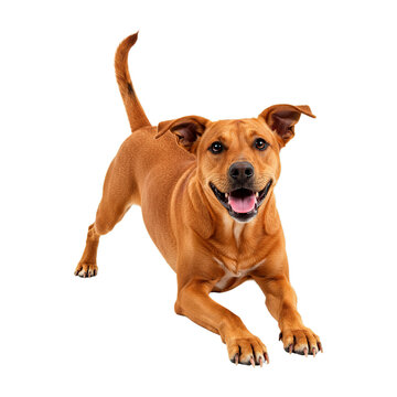 Cachorro Caramelo Vira Lata