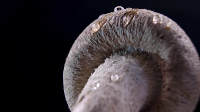 Cinematic Rotating Shiitake Mushroom with Water Drops on Black Background Macro Lentinula edodes