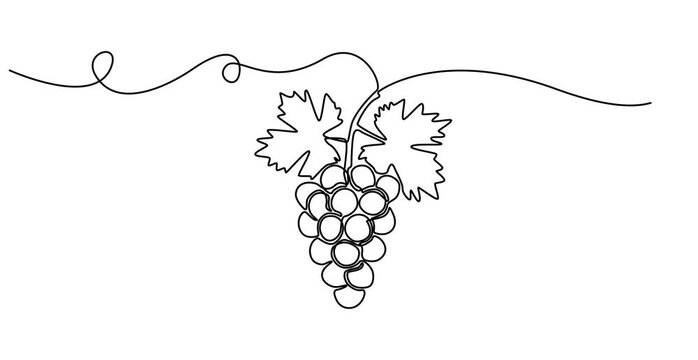 Self drawing line animation healthy organic grapes Fresh tropical fruitage continuous one single line drawn concept video, Fresh tropical fruitage concept for fruit orchard garden icon. Full length on