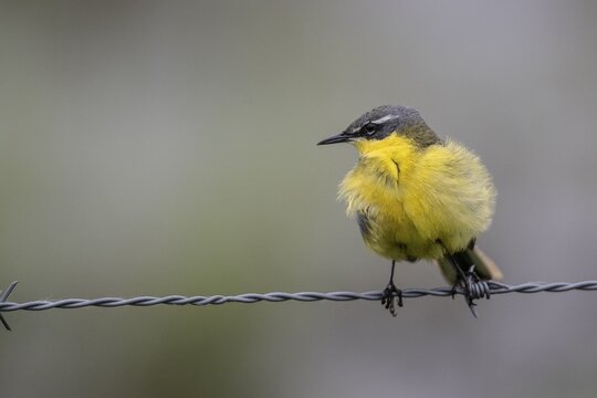 Western yellow wagtail (Motacilla flava), Lower Saxony, Germany