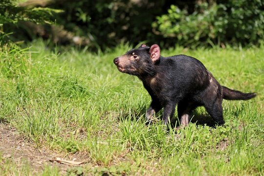 Tasmanian devil (Sarcophilus harrisii), adult, vigilant, captive, Tasmania, Australia
