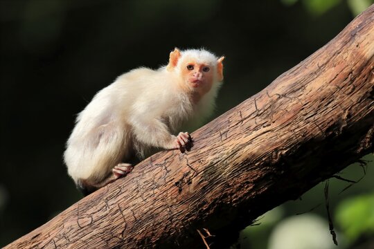Silvery Marmoset, (Mico argentatus, Syn.: Callithrix argentata), Silvery Marmoset, adult, tree, vigilant, captive, South America