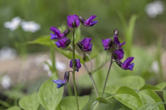 Spring vetch (Lathyrus vernus), Hainich, Thuringia, Germany