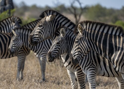 Plains Zebra (Equus Quagga), animal portraits of a group, Kruger National Park, South Africa