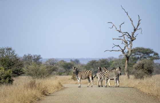 Plains Zebra (Equus quagga), group on a road, Kruger National Park, South Africa