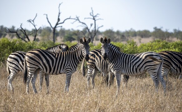 Plains zebras (Equus quagga), group in high grass, Kruger National Park, South Africa