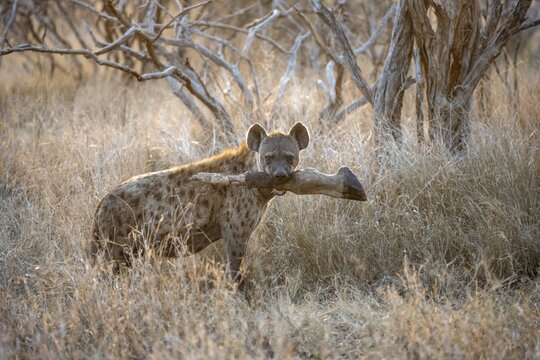 Spotted hyenas (Crocuta crocuta) with the leg of a Giraffe in its mouth, adult female animal in high grass in the evening light, Kruger National Park, South Africa