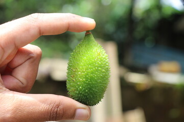 Spiny gourd or known as momordica dioica which is a vegetable held in the hand on outdoor light