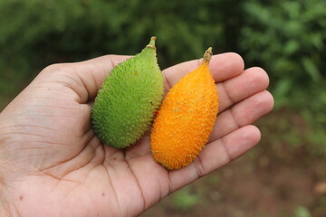 Spine gourd or known as momordica dioica in ripe and unripe state used as a vegetable held in the hand on outdoor light