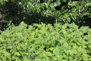 Vine of bottle gourd also known as calabash plant growing over coffee plant