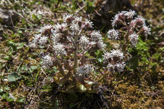 Alpen-Pechwurz (Petasites paradoxus), flowering, Dietersbachtal, near Oberstdorf, Allg&auml;u Alps, Oberallg&auml;u, Allg&auml;u, Bavaria, Germany