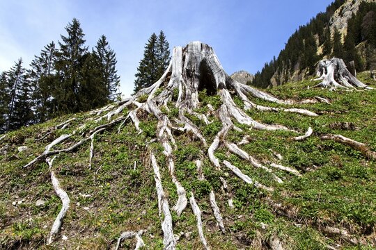 Tree stump with roots of a felled tree, Dietersbachtal, near Oberstdorf, Allg&auml;u Alps, Oberallg&auml;u, Allg&auml;u, Bavaria, Germany