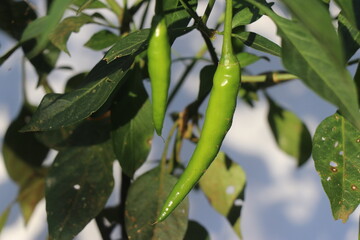 View of green chili growing on home vegetable garden exposed to sunlight growing on its plant