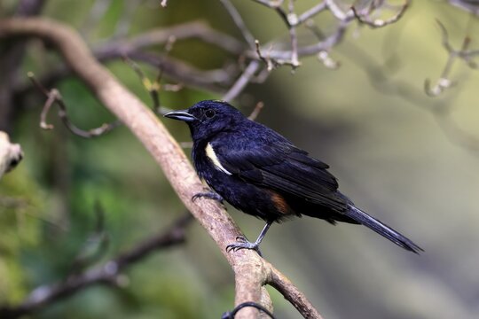 Golden-crested Tanager, (Tachyphonus surinamus), adult, male, on tree, on guard, captive, South America