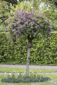 Russian Garden in the Belvedere Palace Park, Weimar, Thuringia, Germany