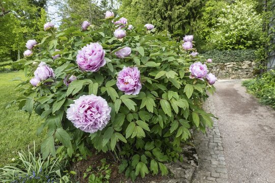 Tree peony (Paeonia suffruticosa), Weimar, Thuringia, Germany
