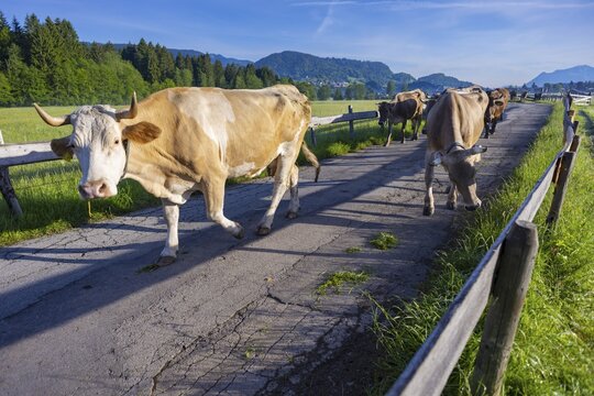 Cows are driven from the barn to the pasture in the morning, Loretto Wiesen, near Oberstdorf, Allg&auml;u, Bavaria, Germany