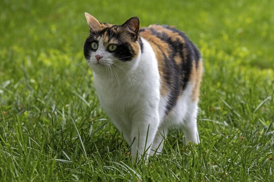Cat, European shorthair, felidae (Felis catus), tricoloured, running in the grass, Baden-W&uuml;rttemberg, Germany