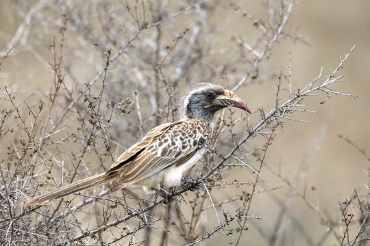 African grey hornbill (Tockus nasutus), adult female sitting in a bush, Kruger National Park, South Africa