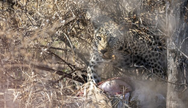 Leopard (Panthera pardus), adult female eating killed antelope, Kruger National Park, South Africa