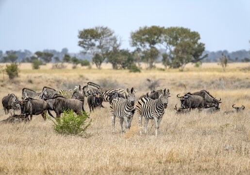 Blue wildebeests (Connochaetes taurinus) and plains zebra (Equus quagga) in dry grass, African savannah, Kruger National Park, South Africa