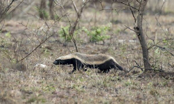 Honey badger (Mellivora capensis), Kruger National Park, South Africa