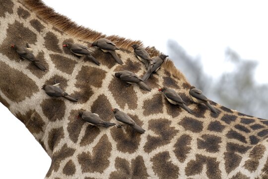 Southern giraffe (Giraffa giraffa giraffa) with a group of yellow-billed oxpecker (Buphagus africanus), detail, body with fur pattern, African savannah, Kruger National Park, South Africa
