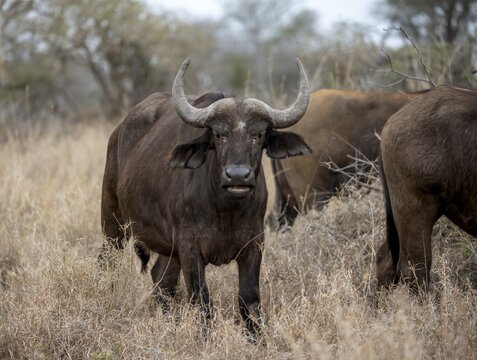 African buffalo (Syncerus caffer caffer), in dry grass, animal portrait, Kruger National Park, South Africa