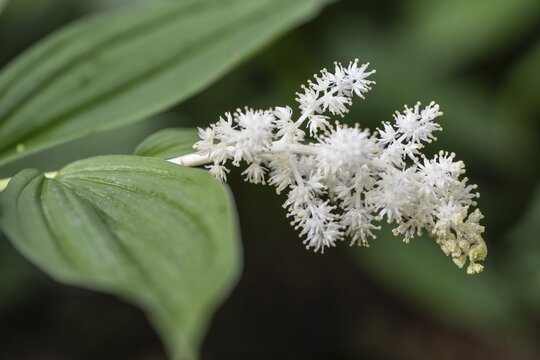 False Solomon's seal (Smilacina racemosa), Emsland, Lower Saxony, Germany