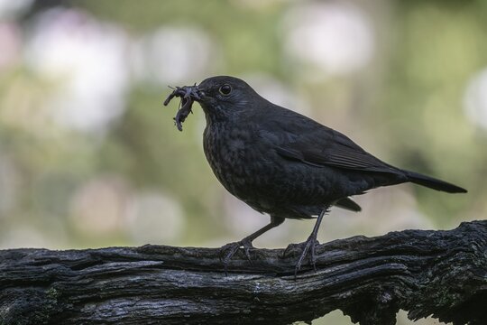 Blackbird (Turdus merula) with earthworms in its beak, Emsland, Lower Saxony, Germany