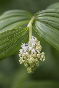 False Solomon's seal (Smilacina racemosa), Emsland, Lower Saxony, Germany