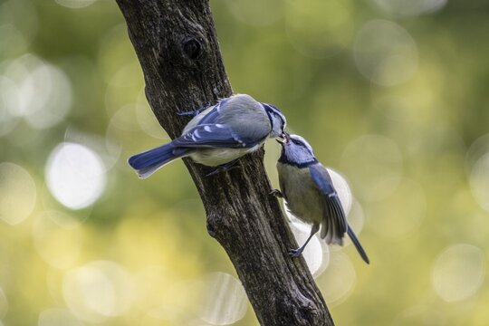 Blue tits (Parus caerulea), partner feeding, Emsland, Lower Saxony, Germany