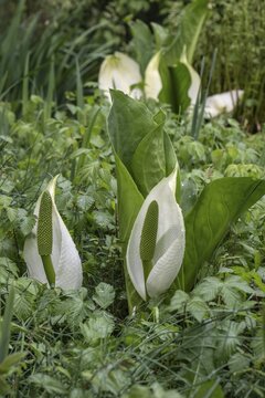 East Asian white false calla (Lysichiton camtschatcensis), Emsland, Lower Saxony, Germany